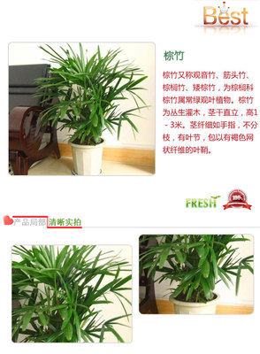 网上买绿植的平台叫什么,网上买绿植去哪买